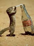 pic for thirsty squirrel